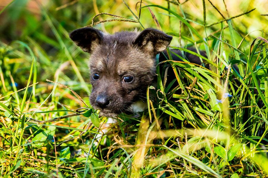 Rare African painted dog pups born at ZooTampa